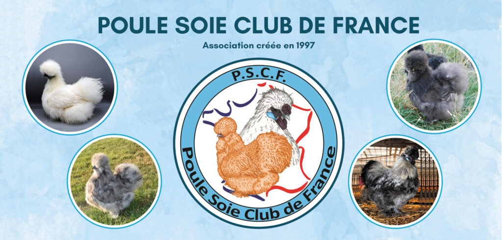 Poule Soie Club de France - association créée en 1997