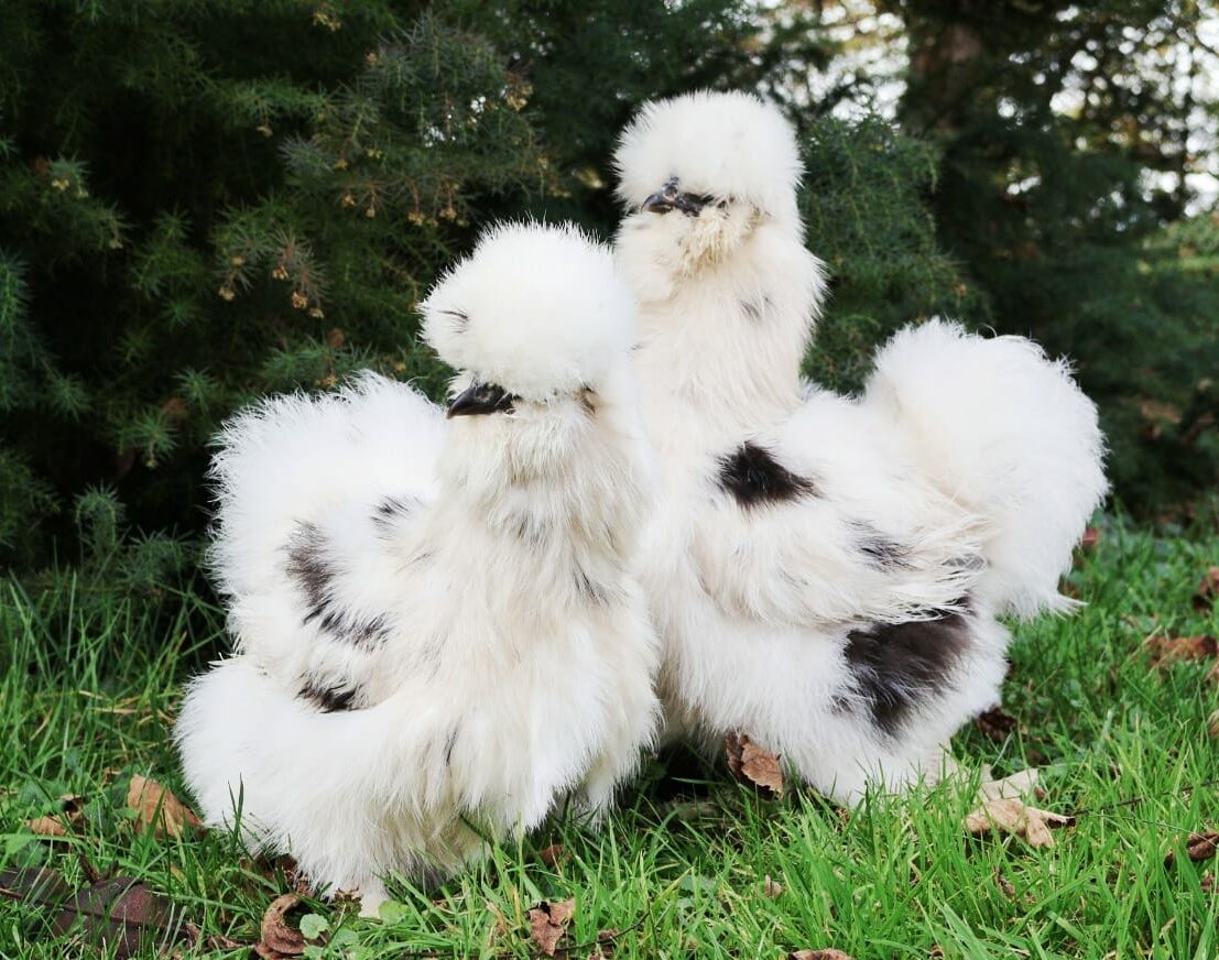 poules coloris blanc tacheté noir